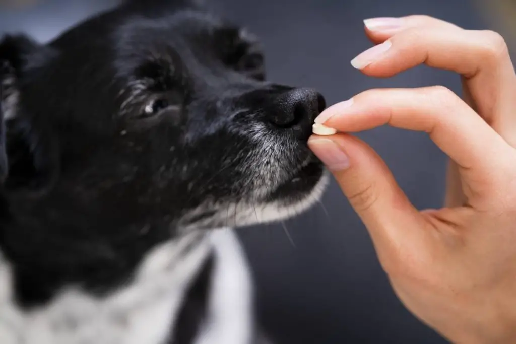8 ways to get a dog to take a pill