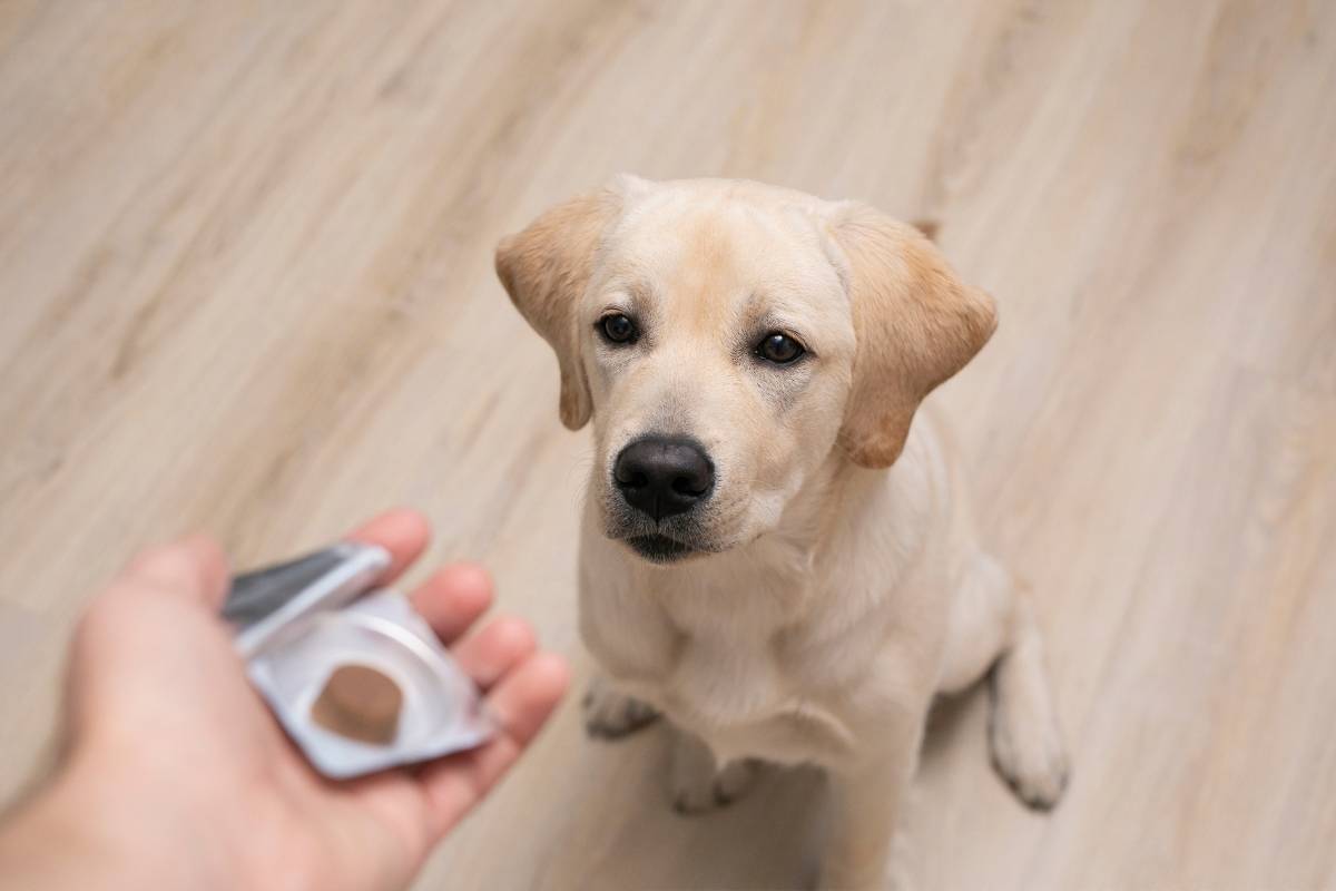 8 ways to get a dog to take a pill