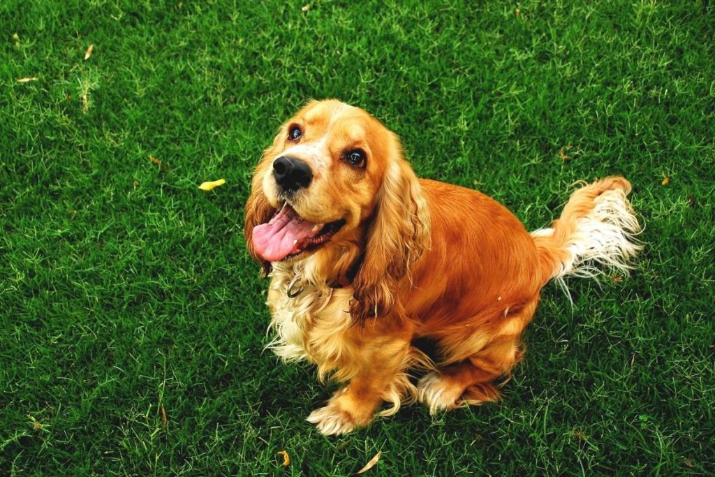 Is a male or female Cocker spaniel better