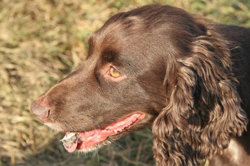 Is a male or female Cocker spaniel better