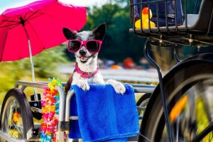 are dog bike trailers safe