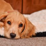 what is the best dog bed for a dog with arthritis