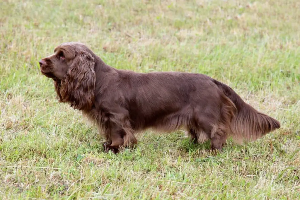 10 interesting facts about the sussex spaniel
