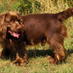 10 interesting facts about the sussex spaniel
