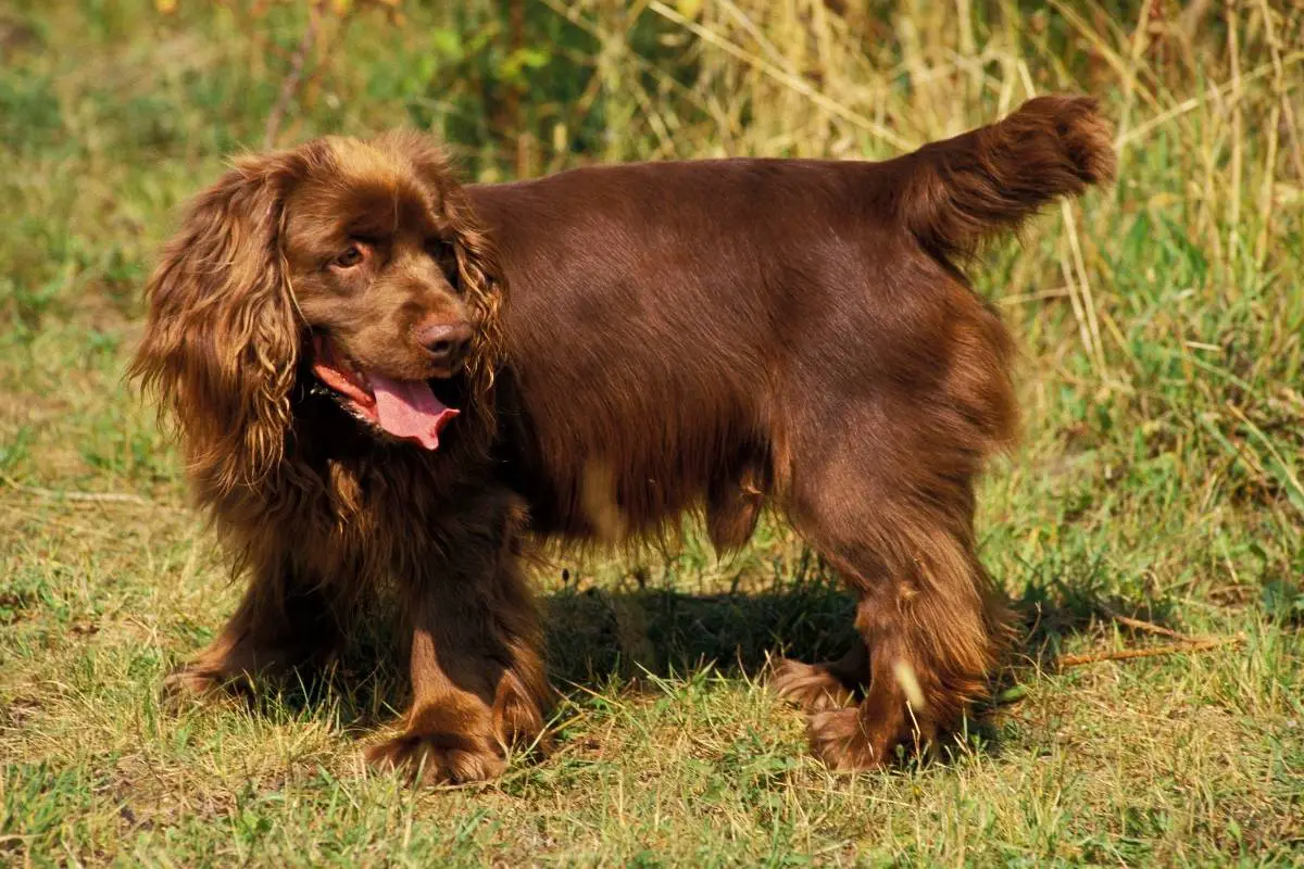 The Sussex Spaniel top 10 interesting facts