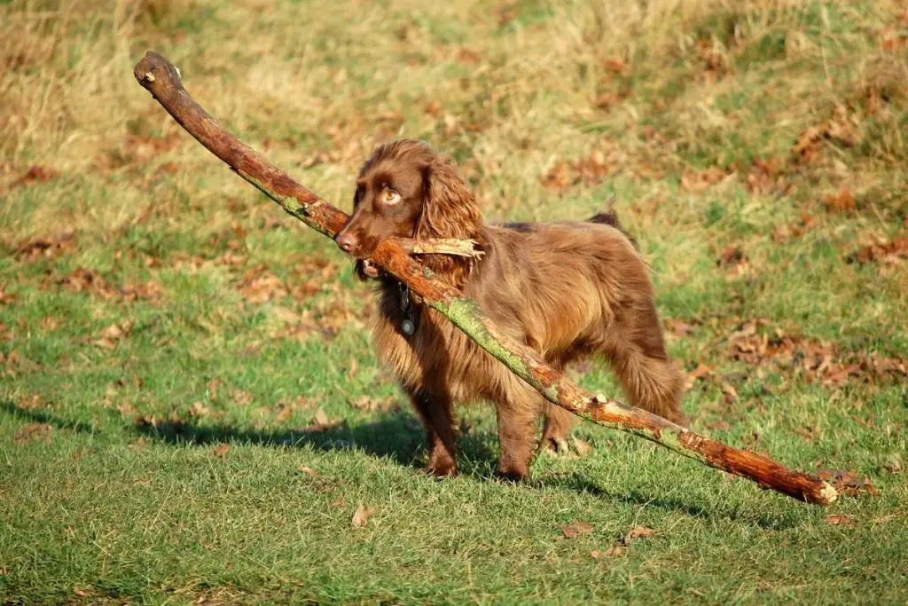 why do spaniels carry things