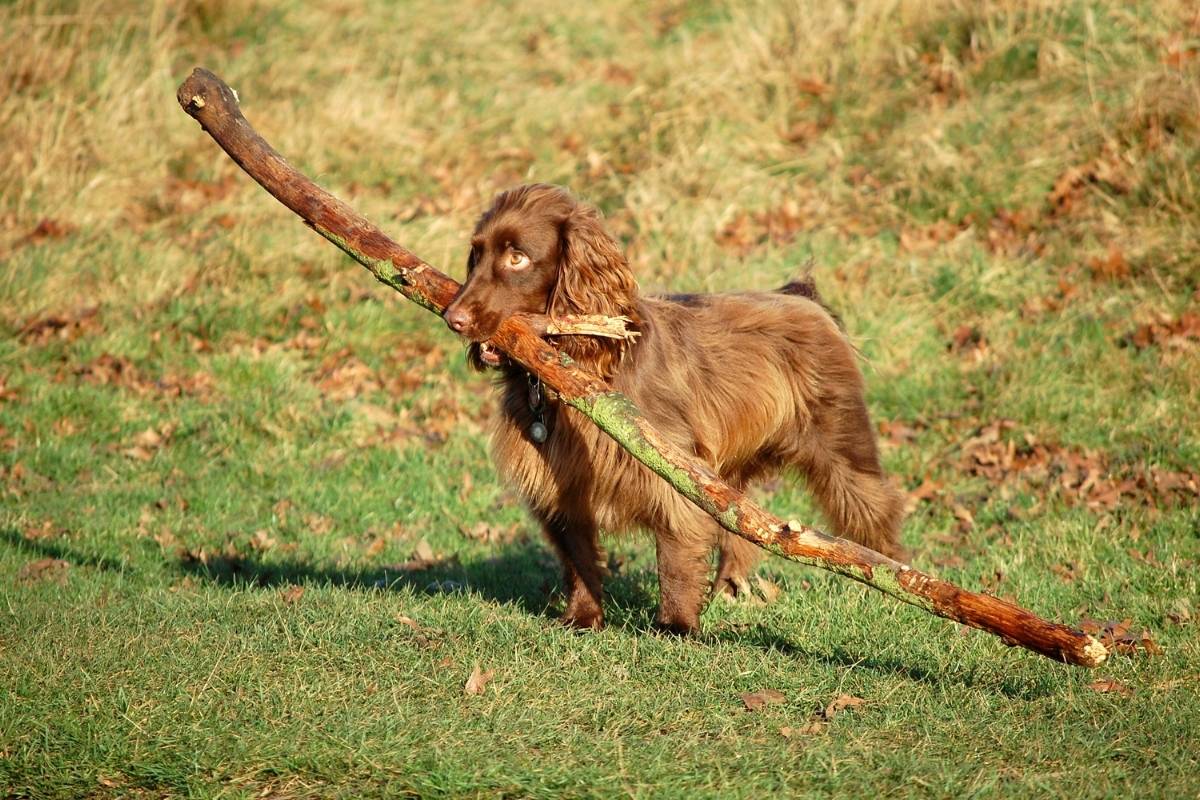 Why do spaniels carry things? Discover the reasons why Easy Spaniel