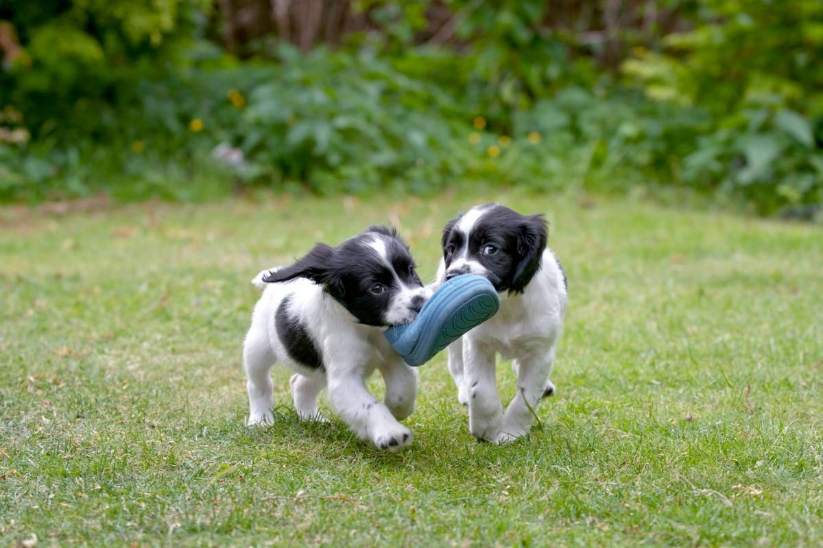 why do spaniels carry things