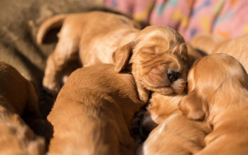 new born puppies