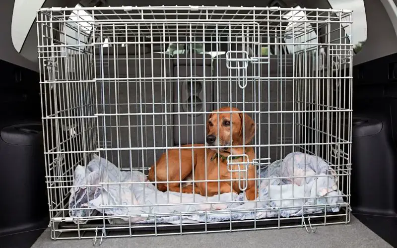 should dogs be in a crate in the car