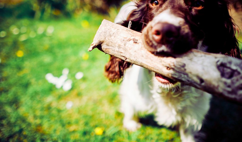 why do spaniels carry things