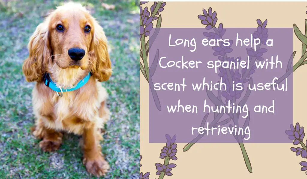 Why do Cocker spaniels have long ears?