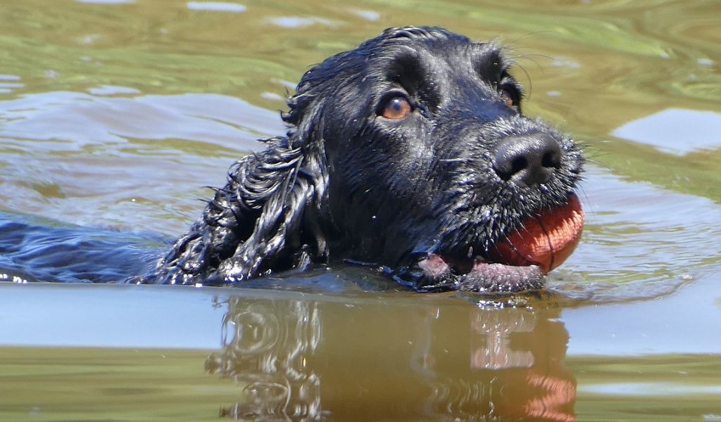 Are Cocker Spaniels Hyperactive Everything You Should Know