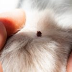 what to do if your dog gets a tick