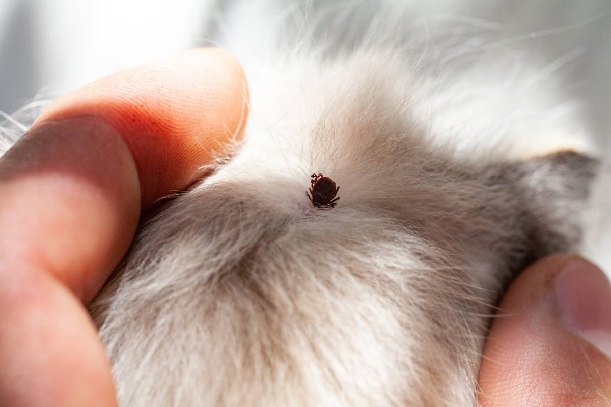 what to do if your dog gets a tick