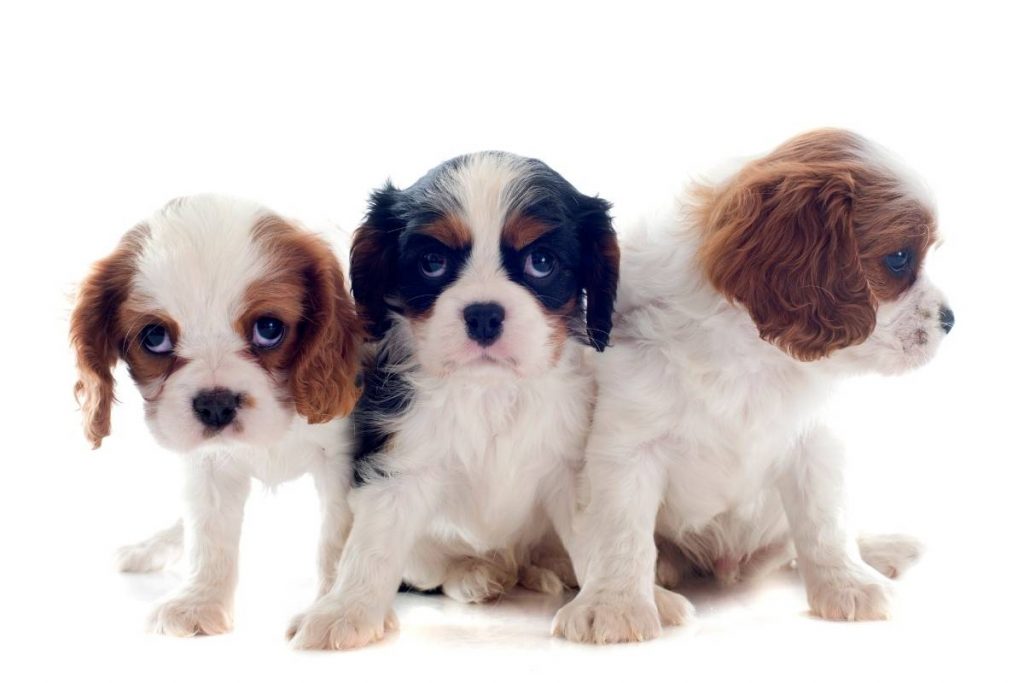 9 interesting facts about the cavalier king charles spaniel