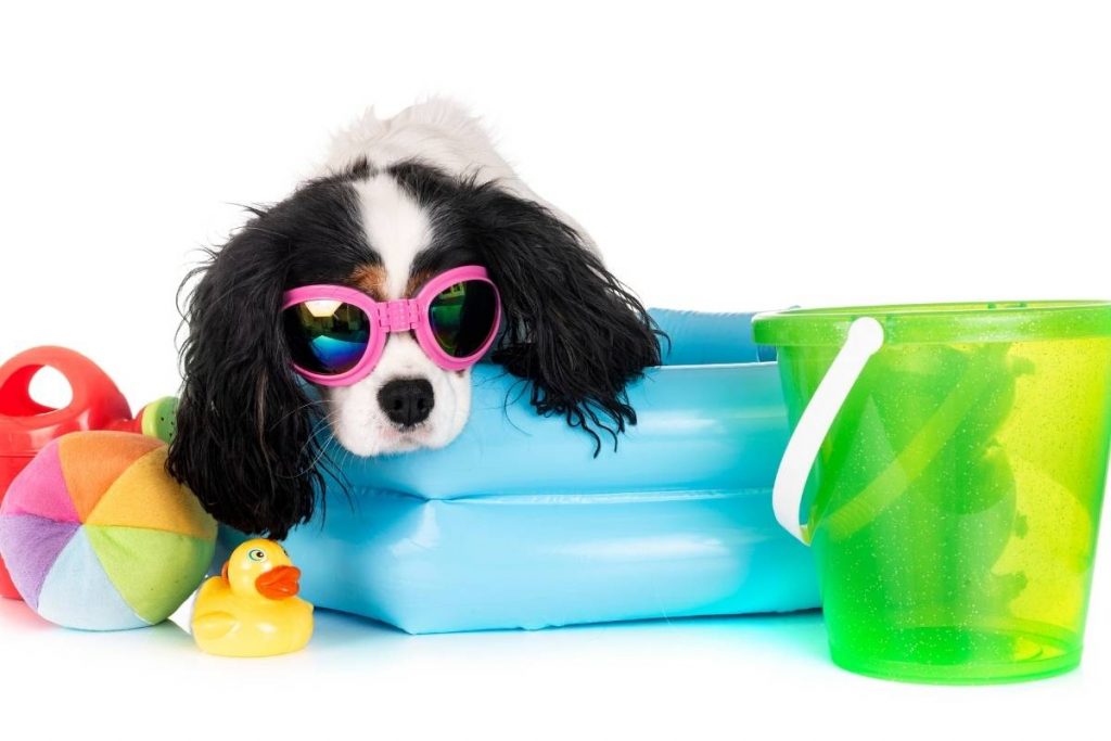 9 interesting facts about the cavalier king charles spaniel