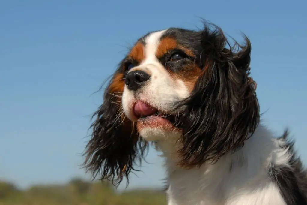 9 interesting fact about cavalier king charles spaniels