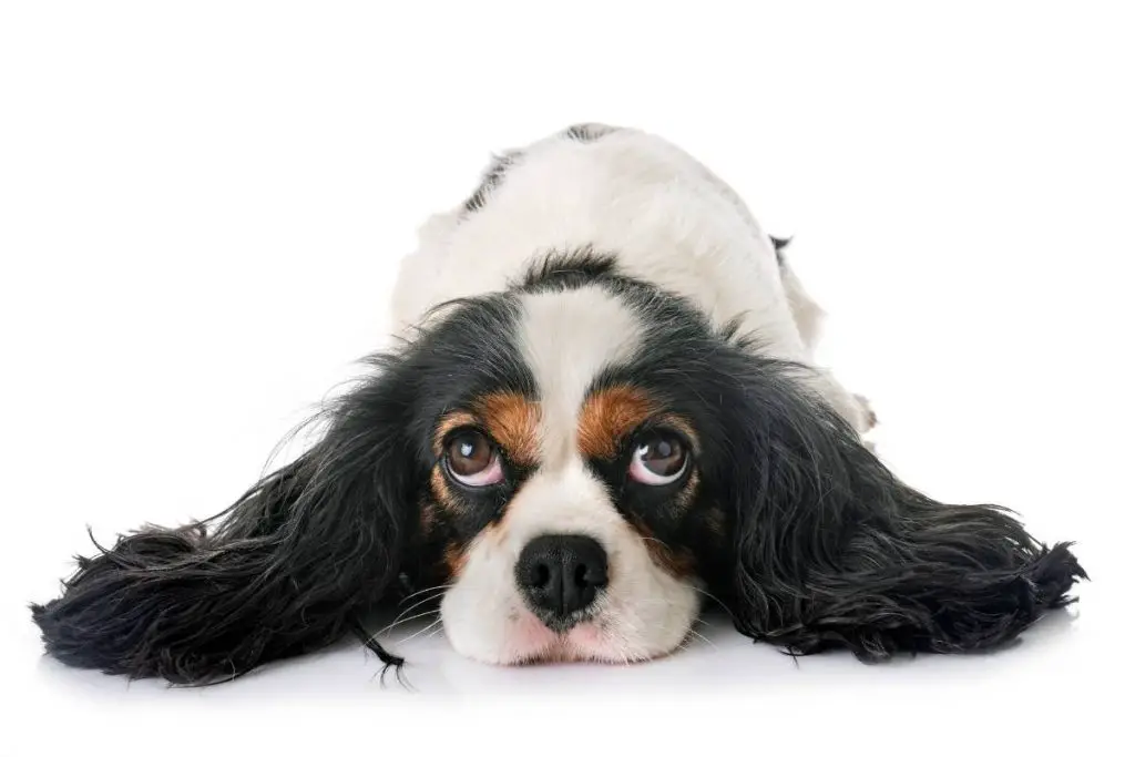 9 interesting facts about the cavalier king charles spaniel