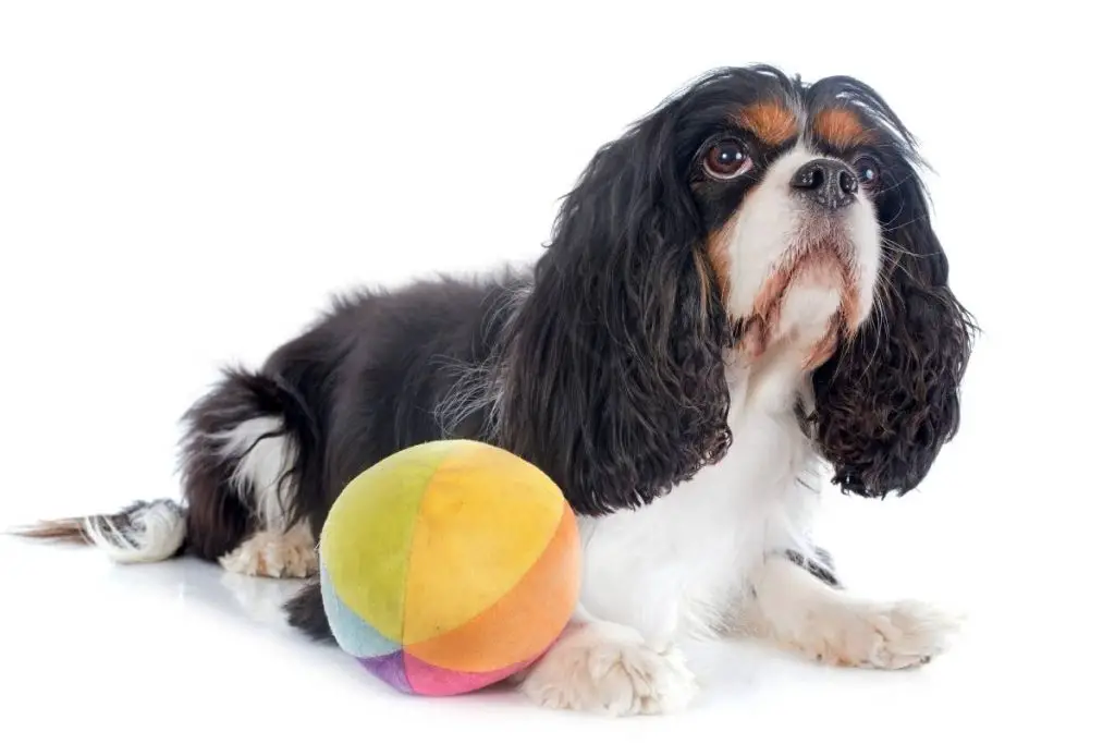 9 interesting facts about the cavalier king charles spaniel