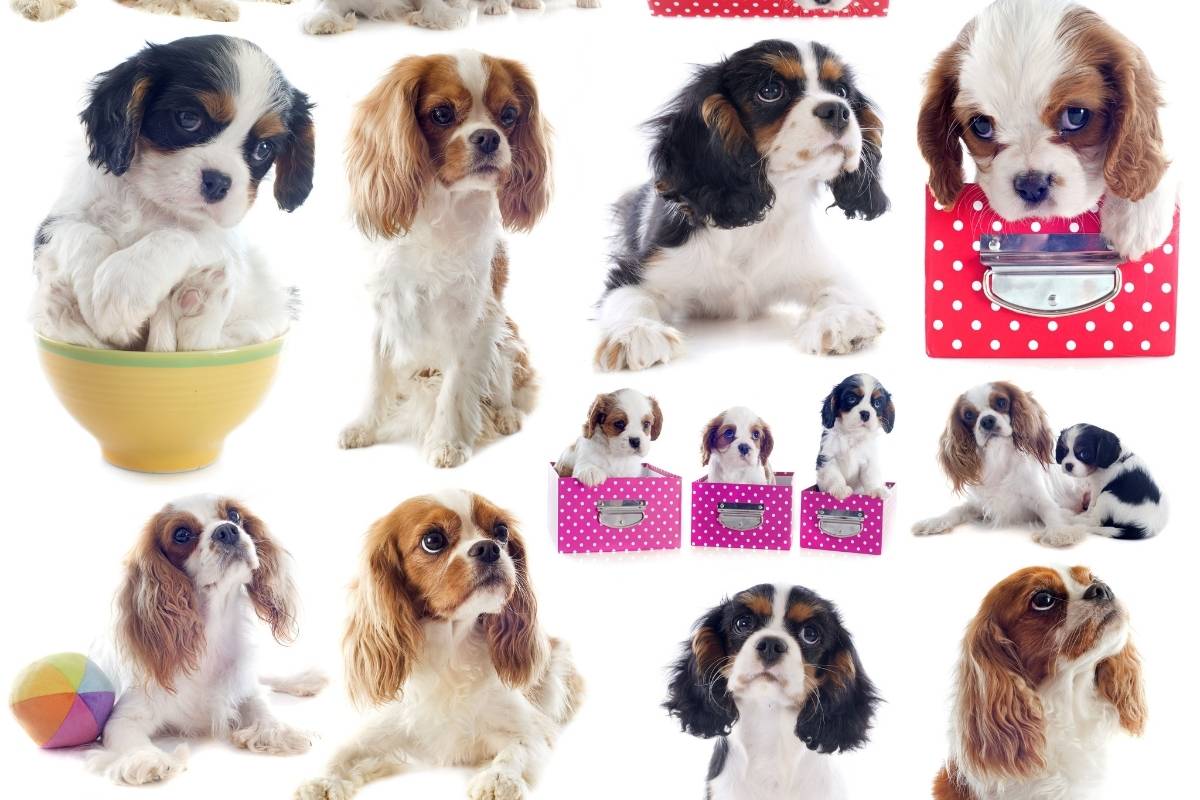 9 interesting facts about the cavalier king charles spaniel