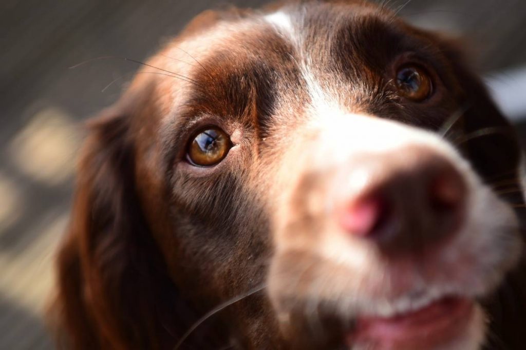English Springer spaniel top 11 interesting facts 3 11 Springer Spaniel facts