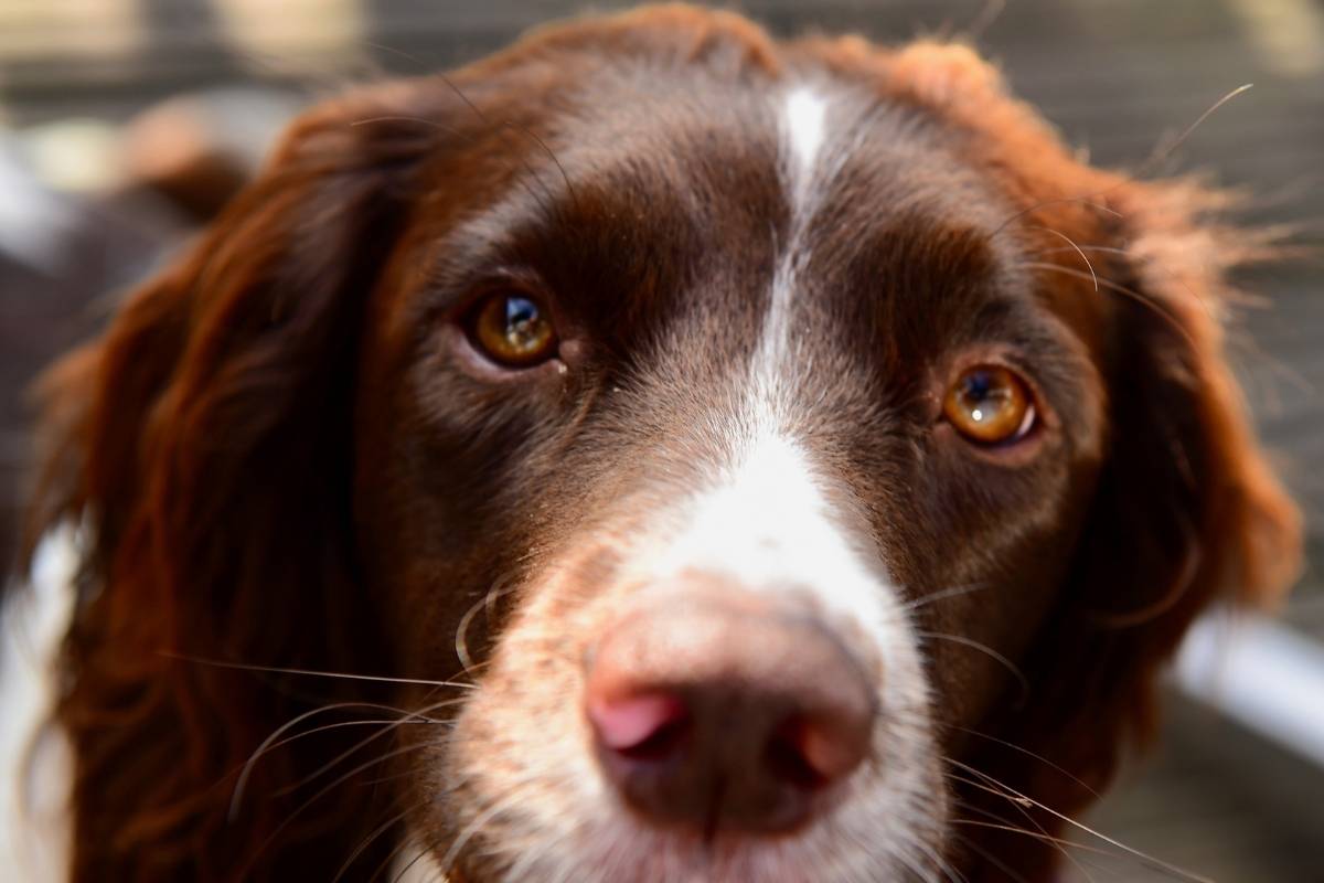 11 Springer Spaniel facts