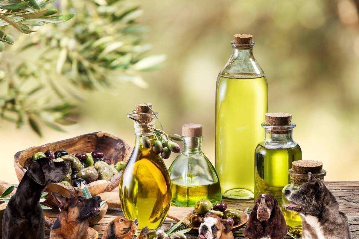 Keeping your dog fit with the power of olive oil