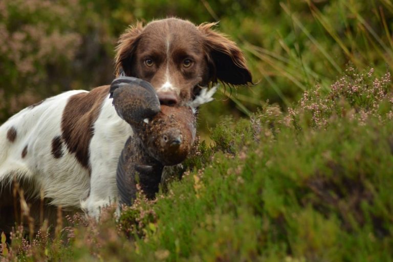 Best dog whistles for training a Cocker spaniel cost, toughness
