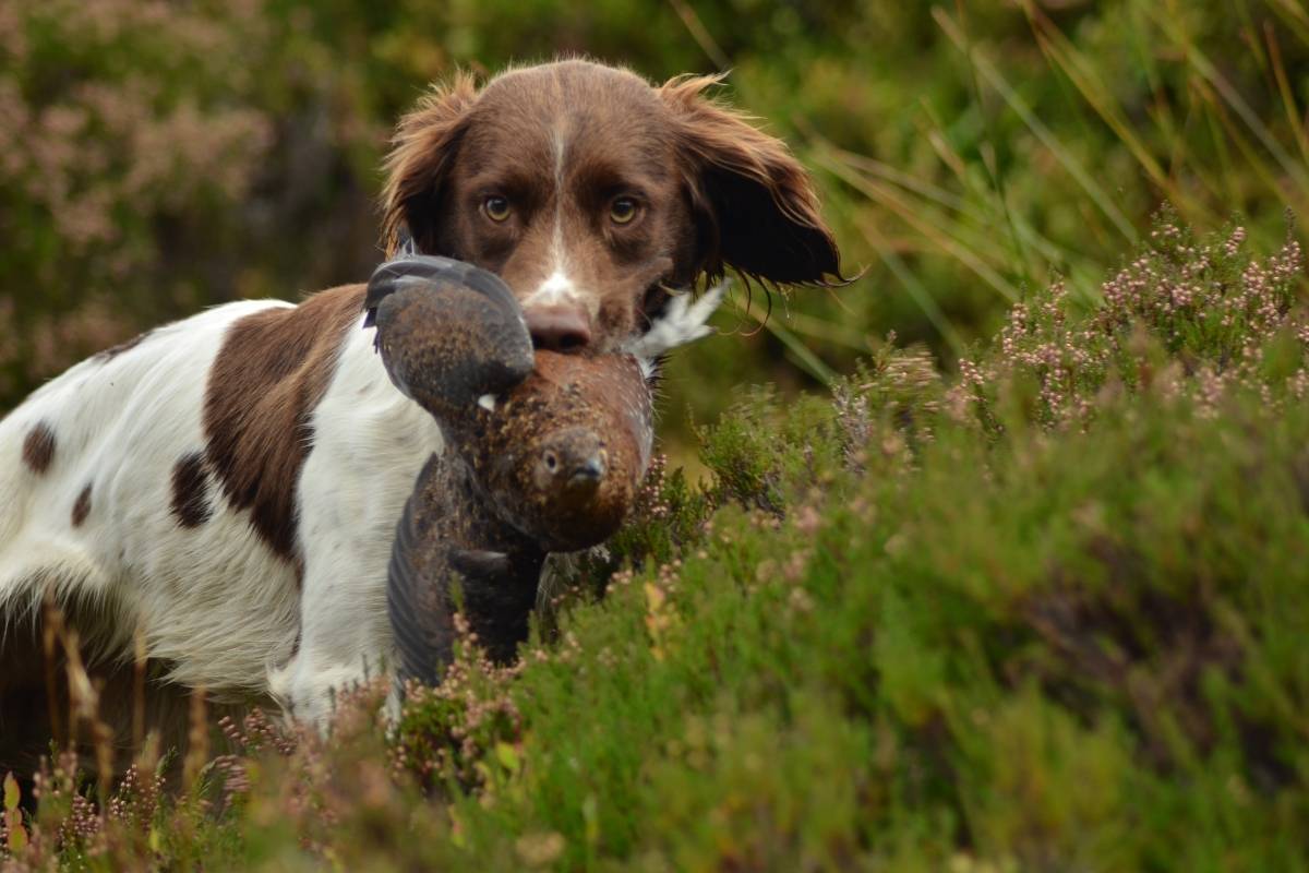 Are Springer spaniels easy to train?