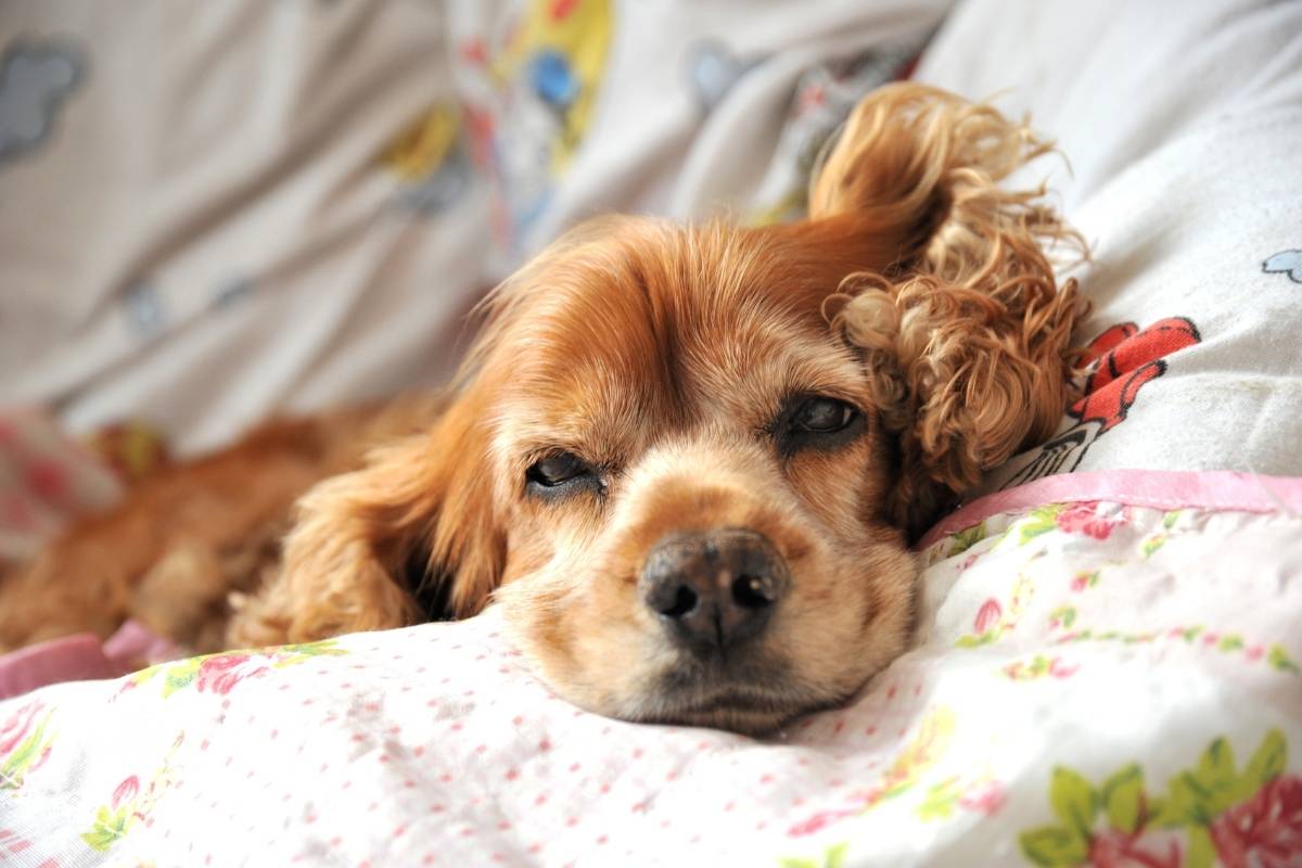 Why do Cocker spaniels have long ears?