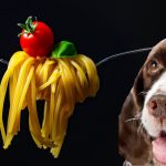 can dogs eat spaghetti
