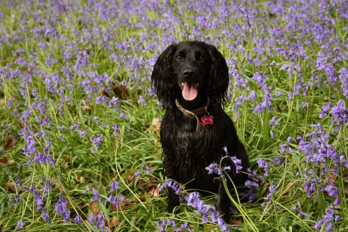 are all cocker spaniels hyper