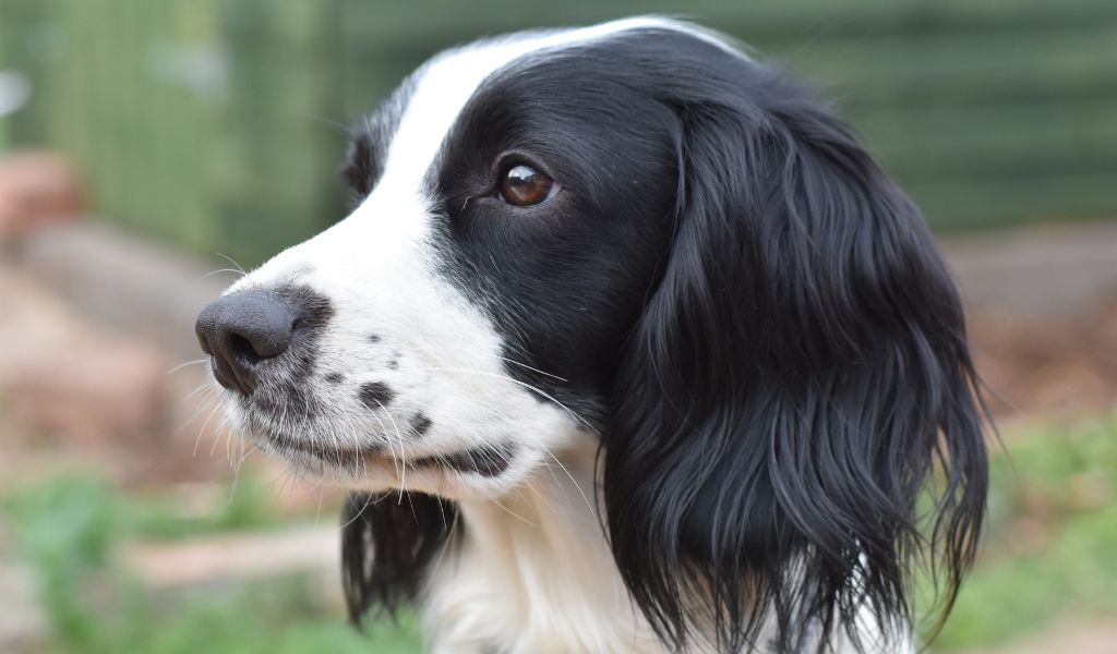 Are Springer spaniels easy to train?