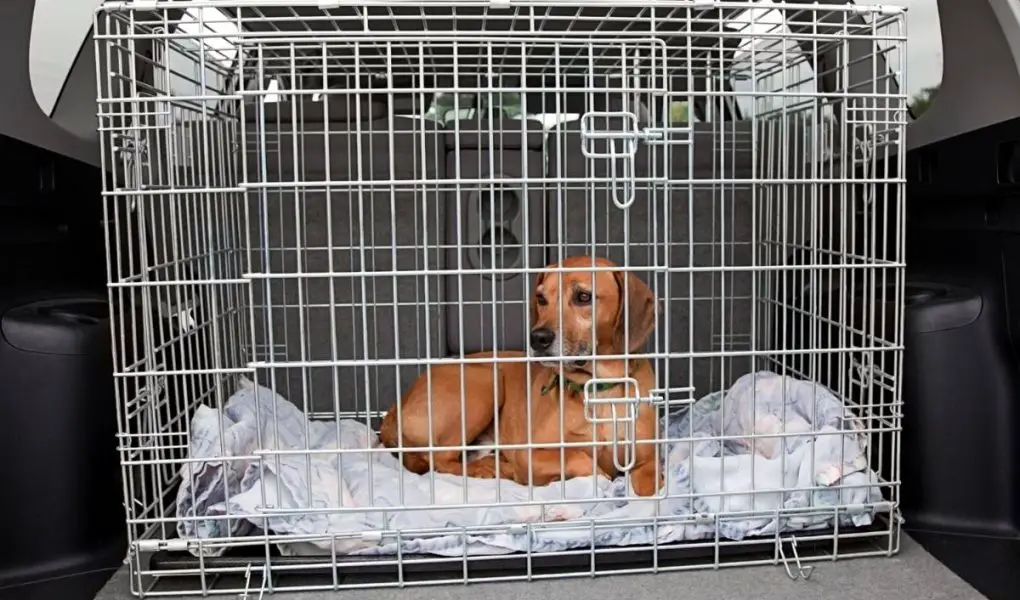 dog in car cage