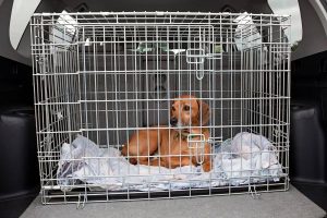 How to secure your dog crate in your car 6 dog in car cage