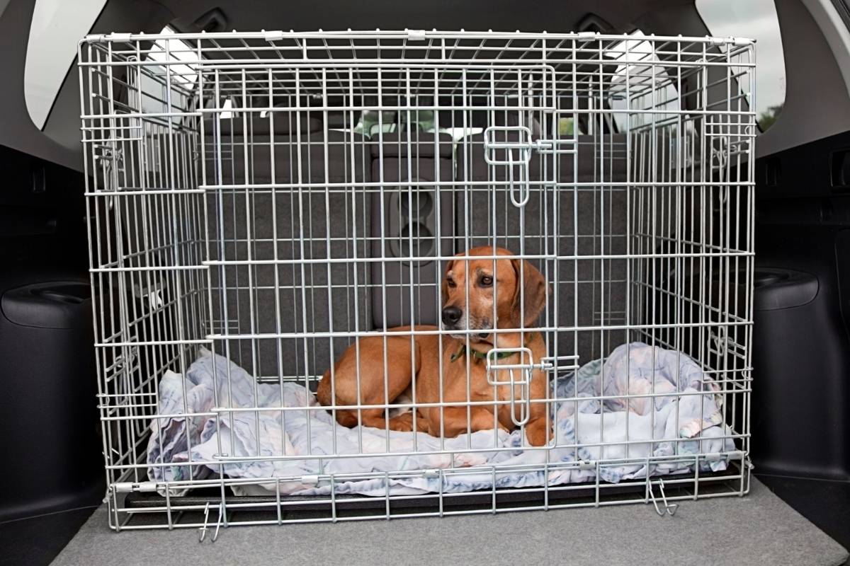 dog in car cage