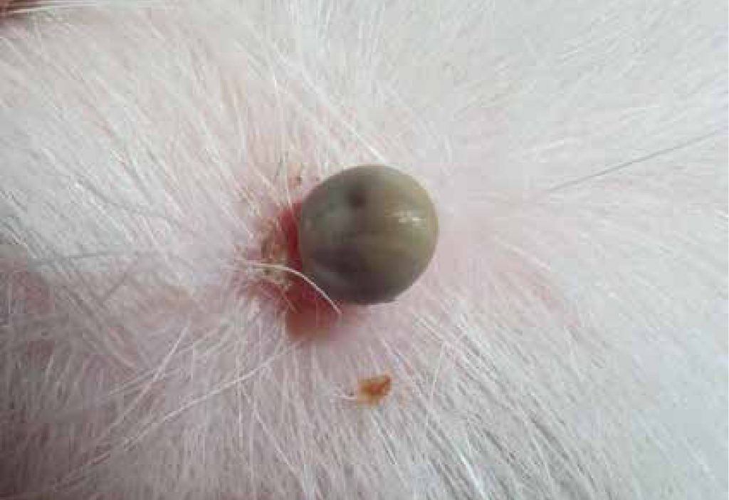 tick on a dog