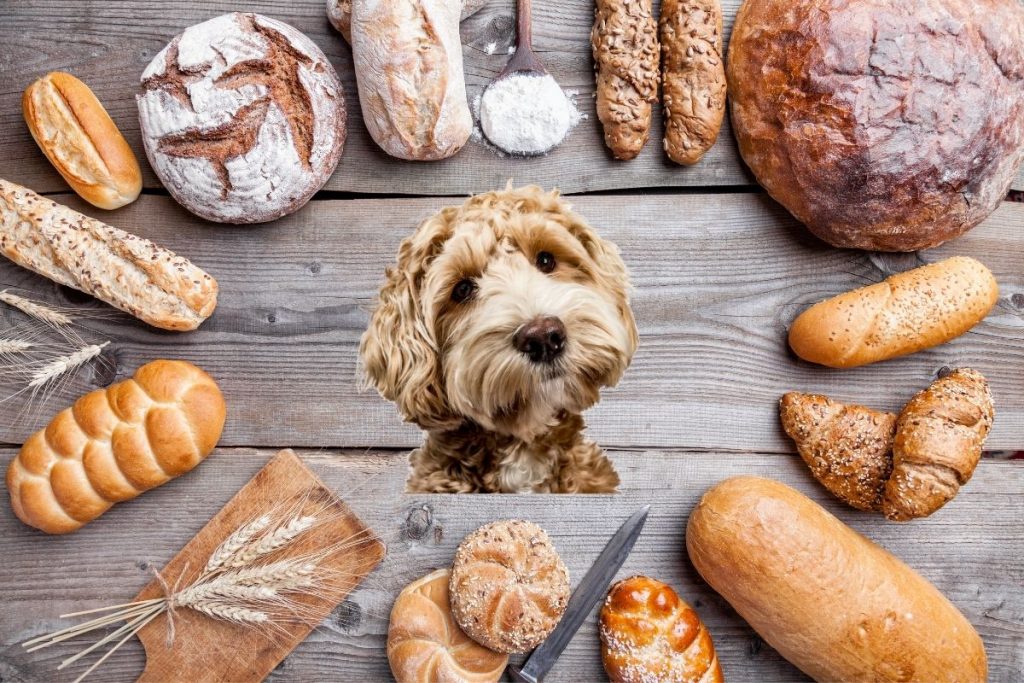 The Truth About Dogs And White Bread Easy Spaniel Training