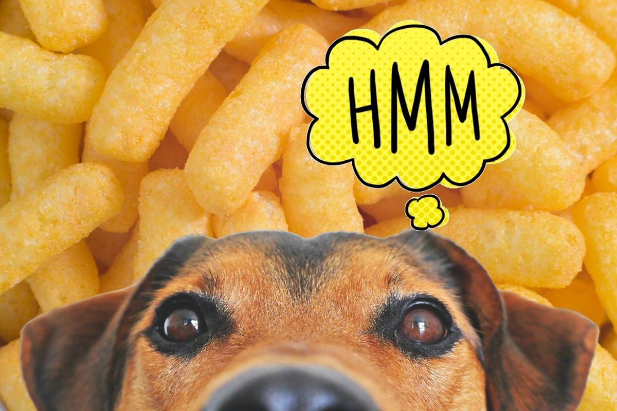 Can dogs eat Wotsits?