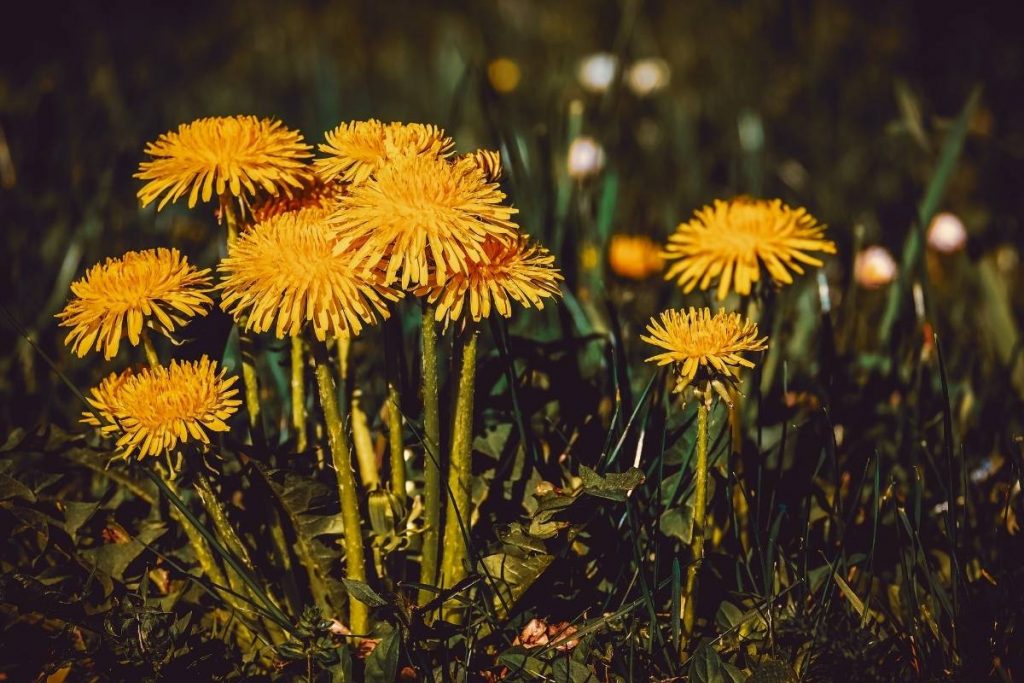Can Dogs Eat Dandelions? The Definitive Answer 2 can dogs eat dandelions