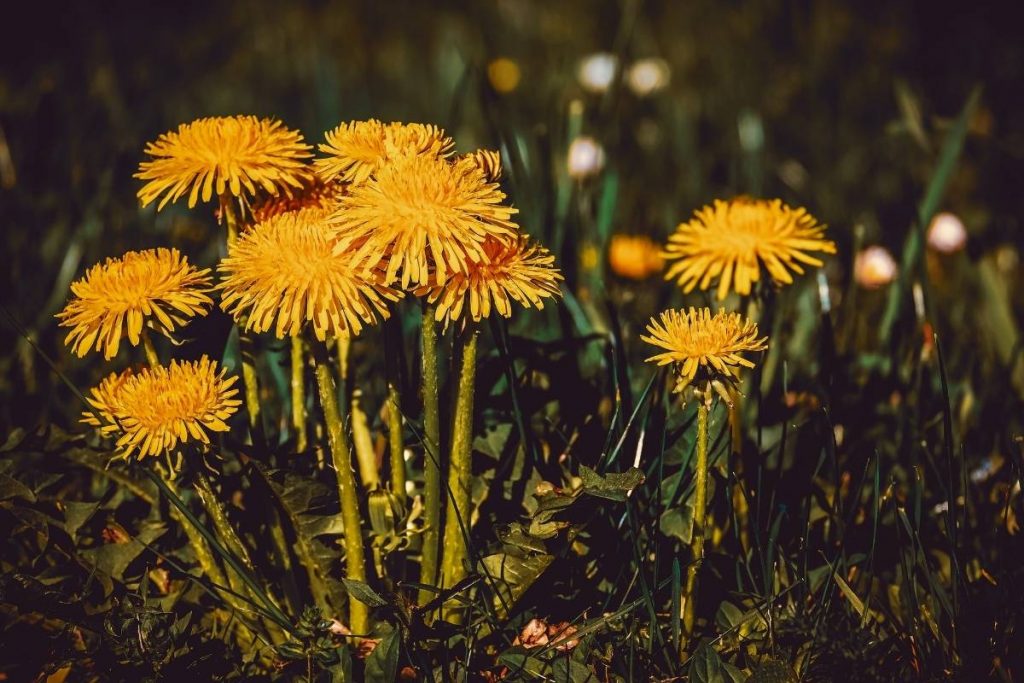 can dogs eat dandelions