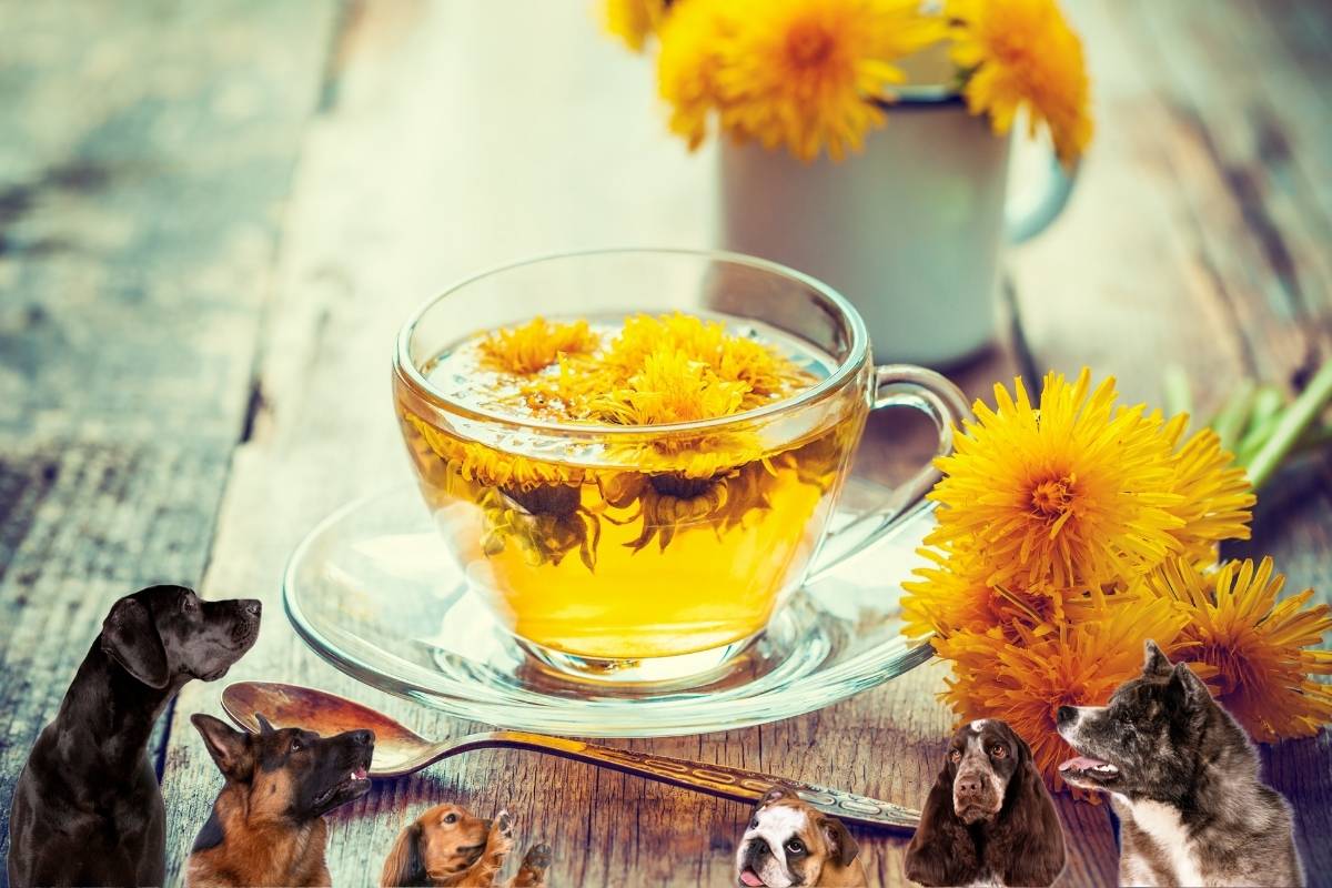 Can Dogs Eat Dandelions? The Definitive Answer