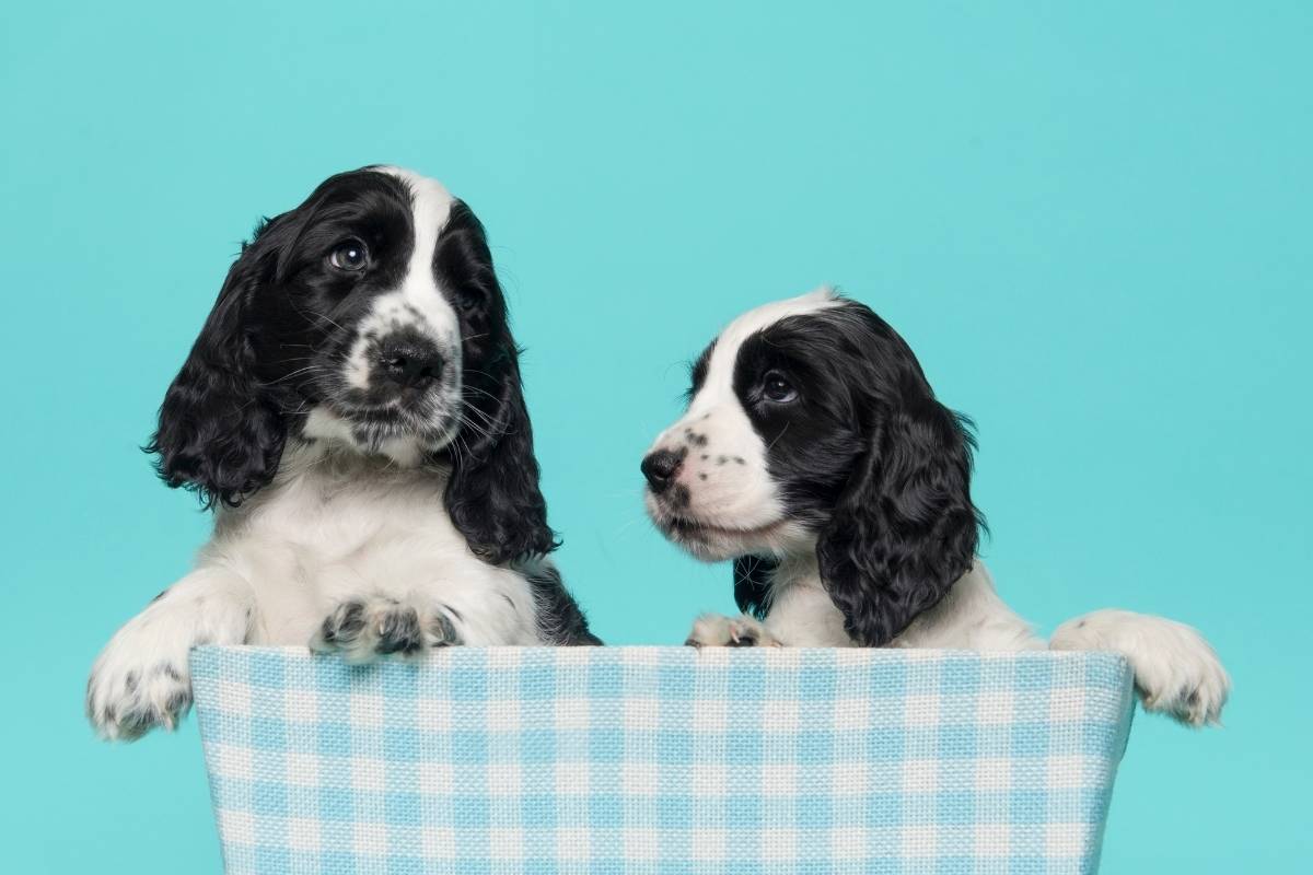 Are Cocker spaniels better in pairs?