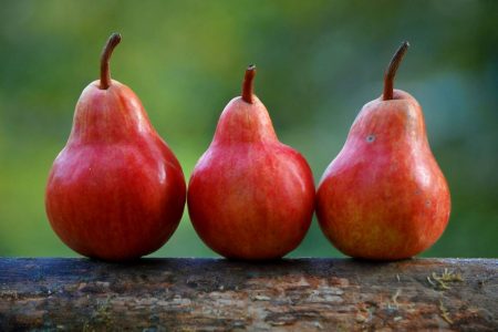 can dogs eat pears