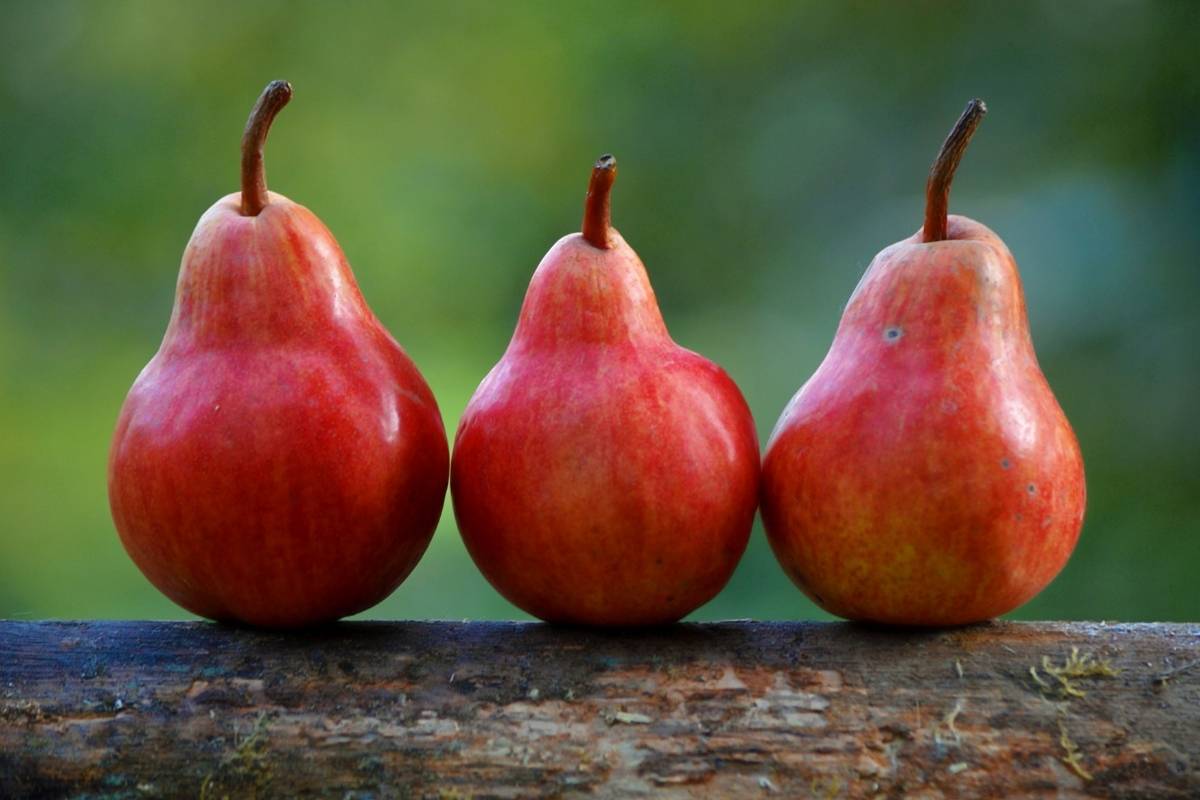 can dogs eat pears