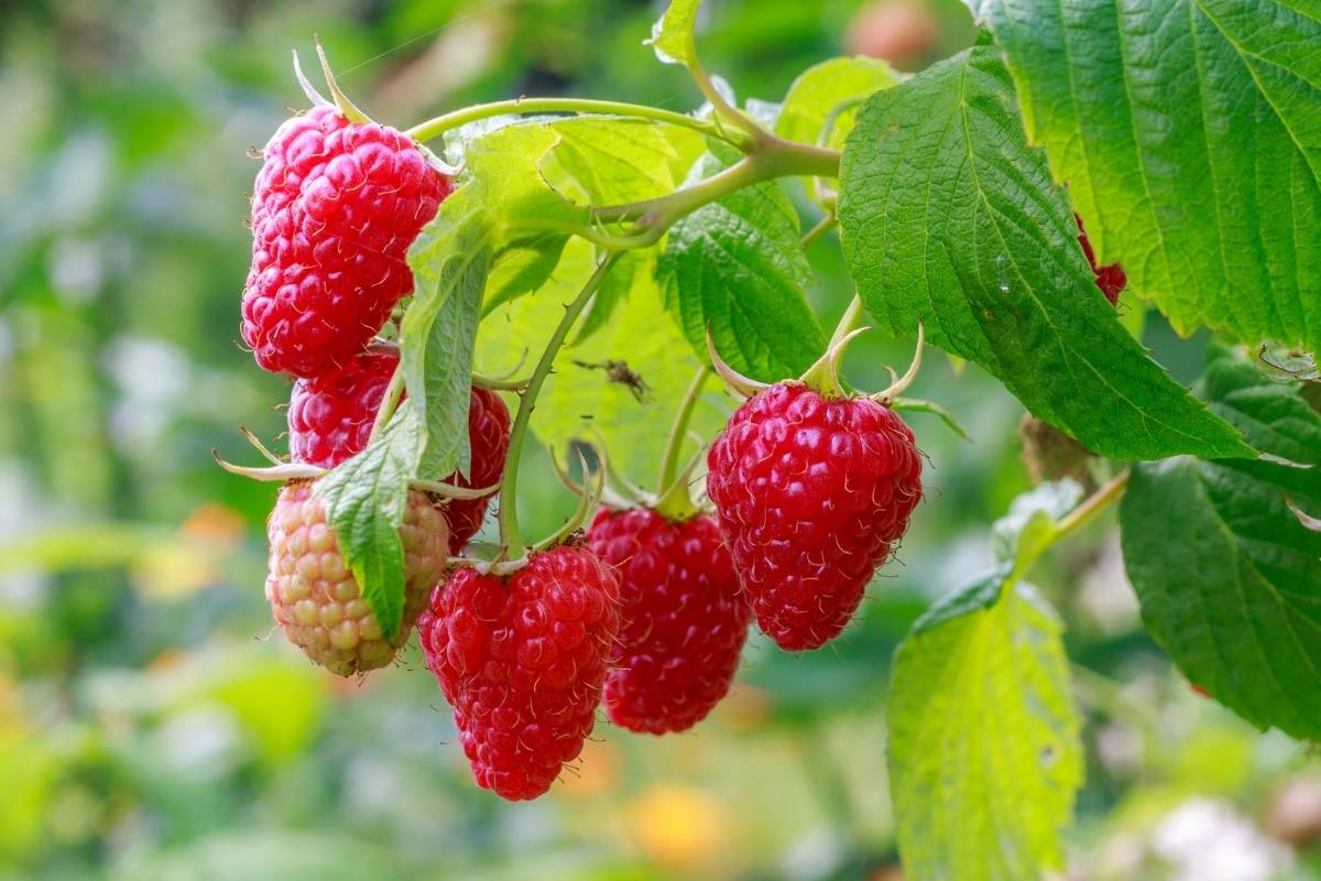 can dogs eat raspberries