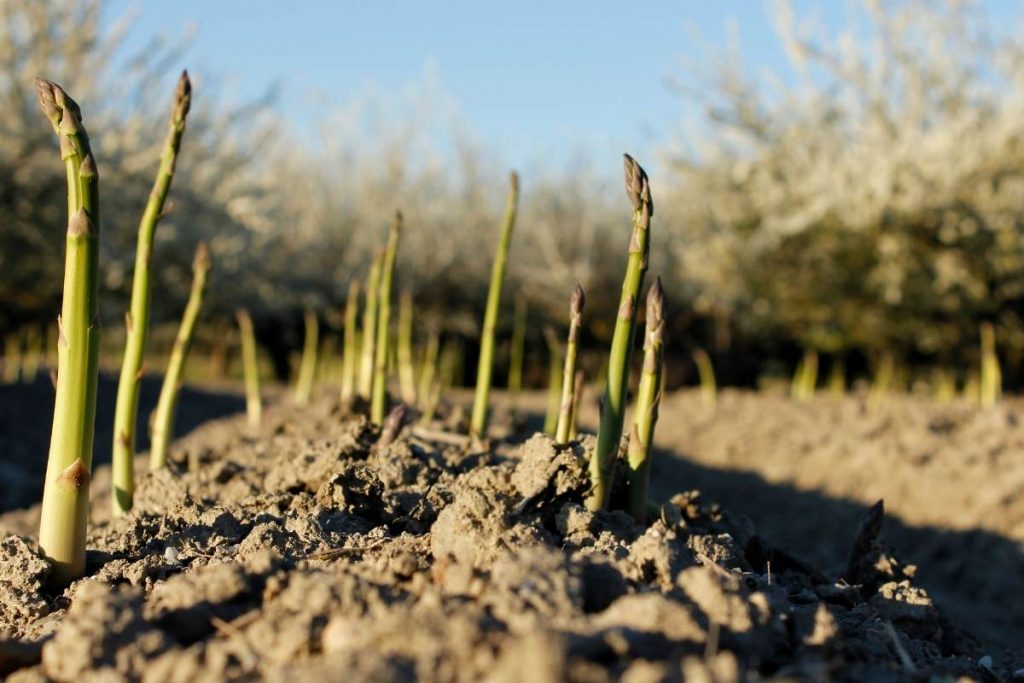 can dogs eat asparagus