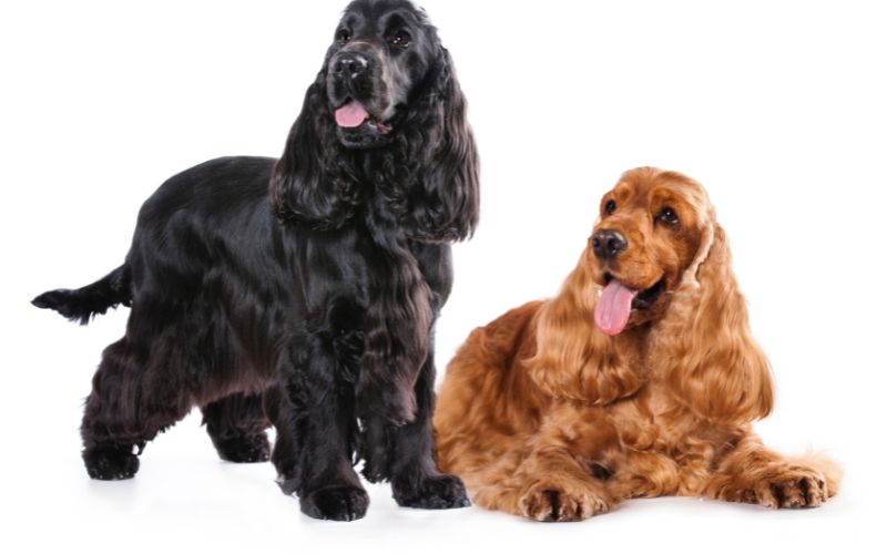 are cocker spaniels better in pairs