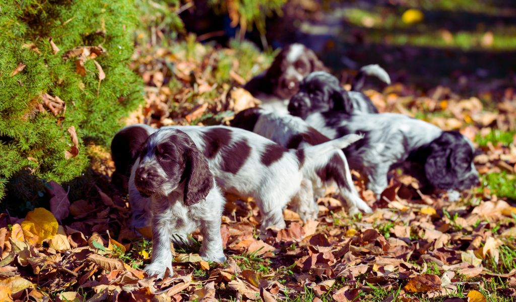 are cocker spaniels better in pairs